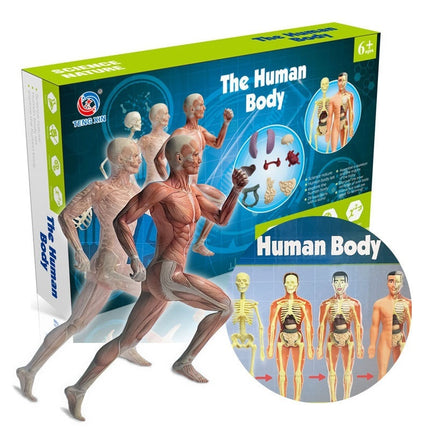 Early Education Human Body Toy Skeleton Model Suit Puzzle