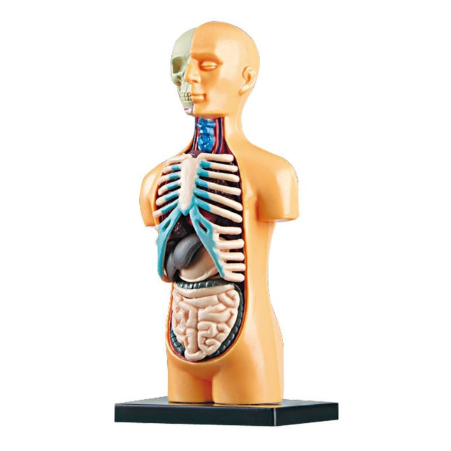 Early Education Human Body Toy Skeleton Model Suit Puzzle