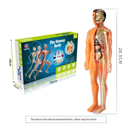 Early Education Human Body Toy Skeleton Model Suit Puzzle