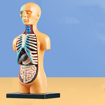 Early Education Human Body Toy Skeleton Model Suit Puzzle