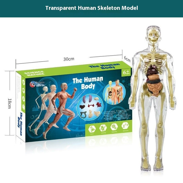 Early Education Human Body Toy Skeleton Model Suit Puzzle